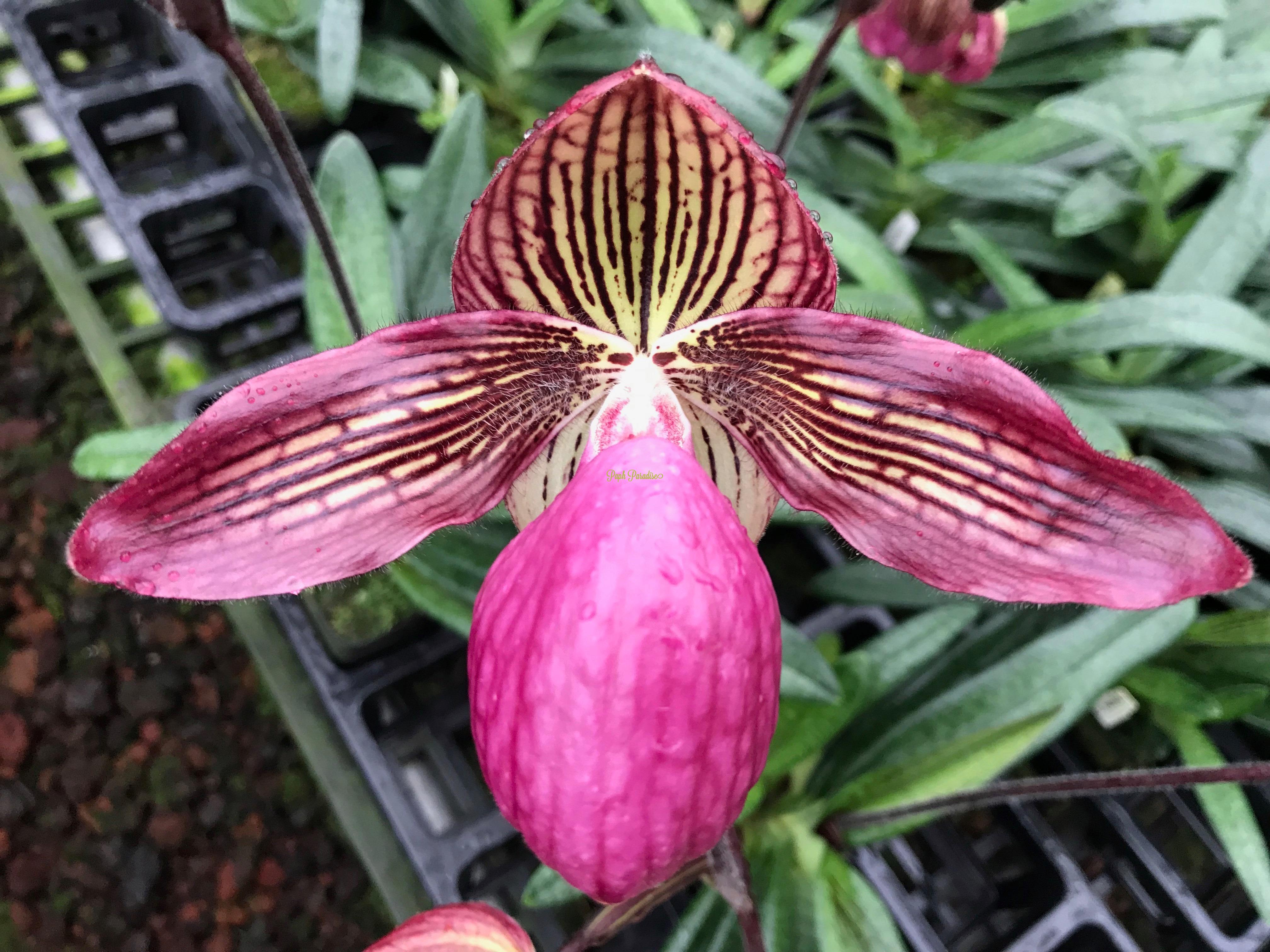 Paphiopedilum rothschildianum Hybride ´Pink Sensation´ Orchidee Orchidee 