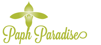 Paph Paradise