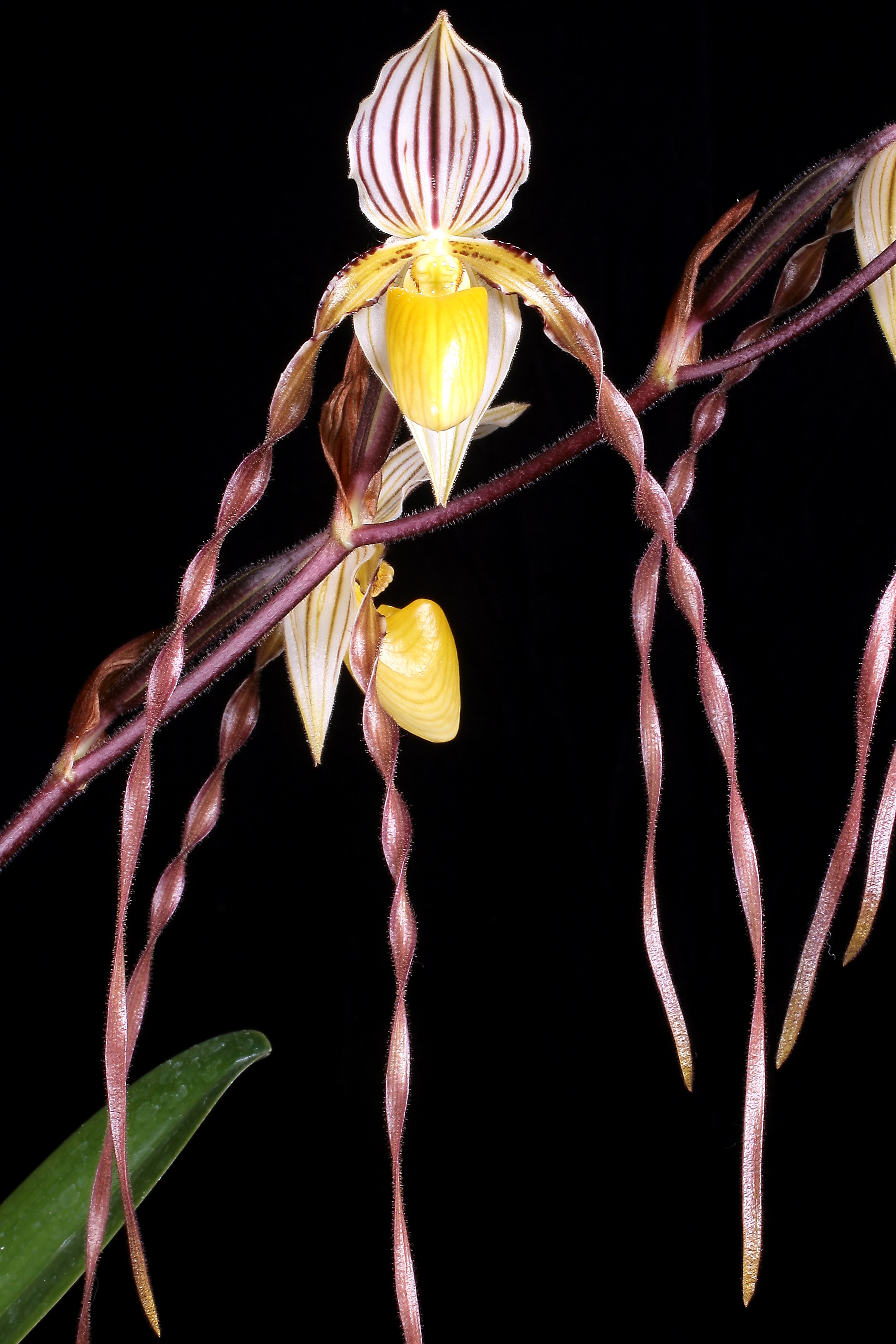 Paphiopedilum philippinense - Paph Paradise