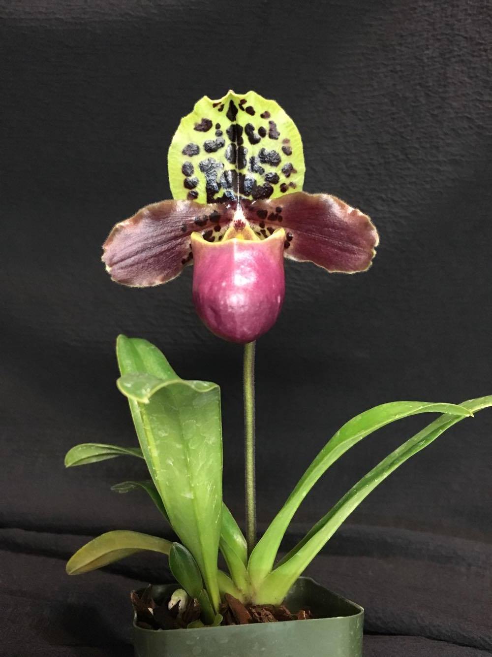 Paphiopedilum henryanum - Easy to grow compact species