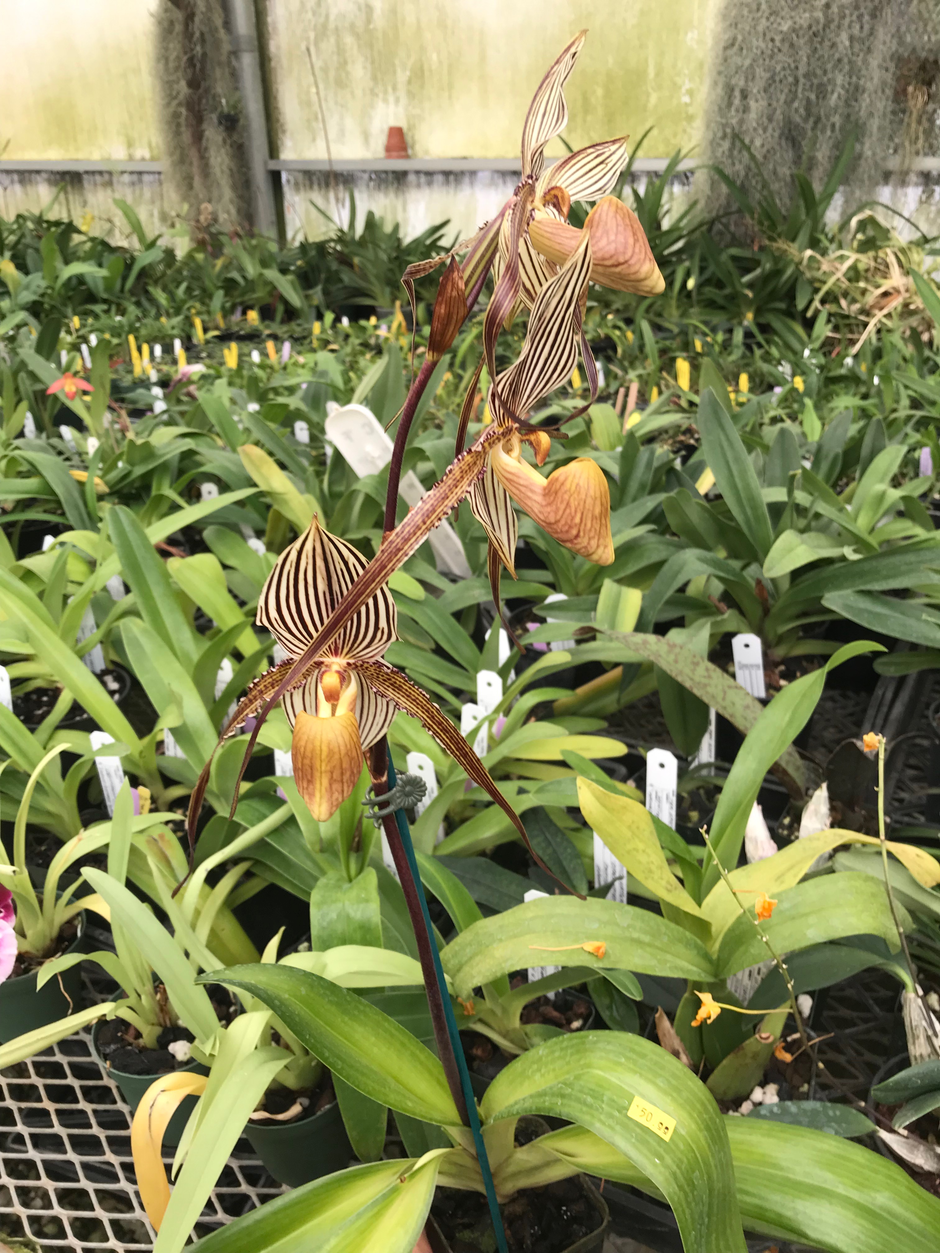 Paphiopedilum St Swithin Paph Paradise