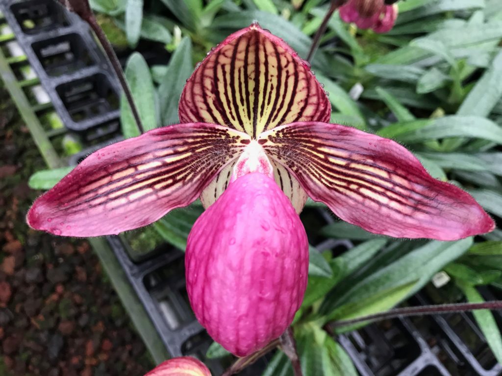 Paphiopedilum Gloria Naugle - Select mericlone