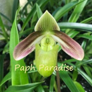 Paphiopedilum violascens