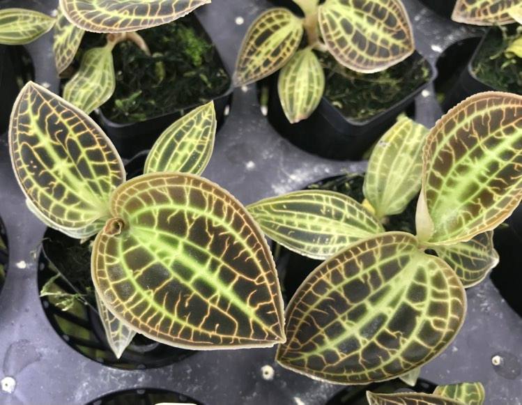 Macodes sanderiana - Paph Paradise