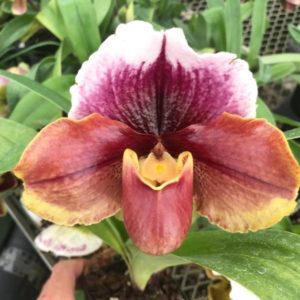 Paphiopedilum In-Charm Circle x Cocoa Crown Hill