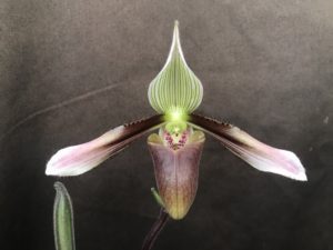 Paphiopedilum dayanum