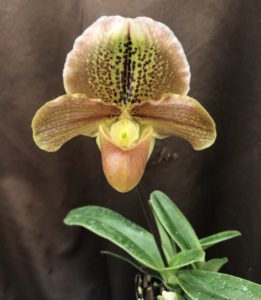 Paphiopedilum Little Pinky-select
