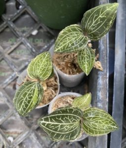 Anoectochilus roxburghii 'variegated'