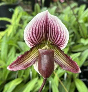 Paphiopedilum Fairly Disillusioned