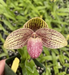 Paphiopedilum Summer Stardust