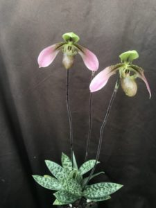 Paphiopedilum amabile