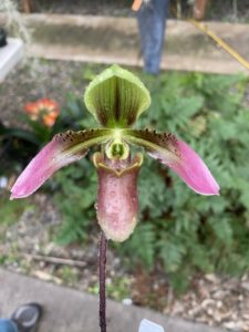 Paphiopedilum amabile