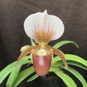 Paphiopedilum Wossner Helene