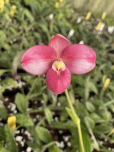 Phragmipedium Pink Panther