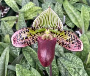 Paphiopedilum Macabre Paradise