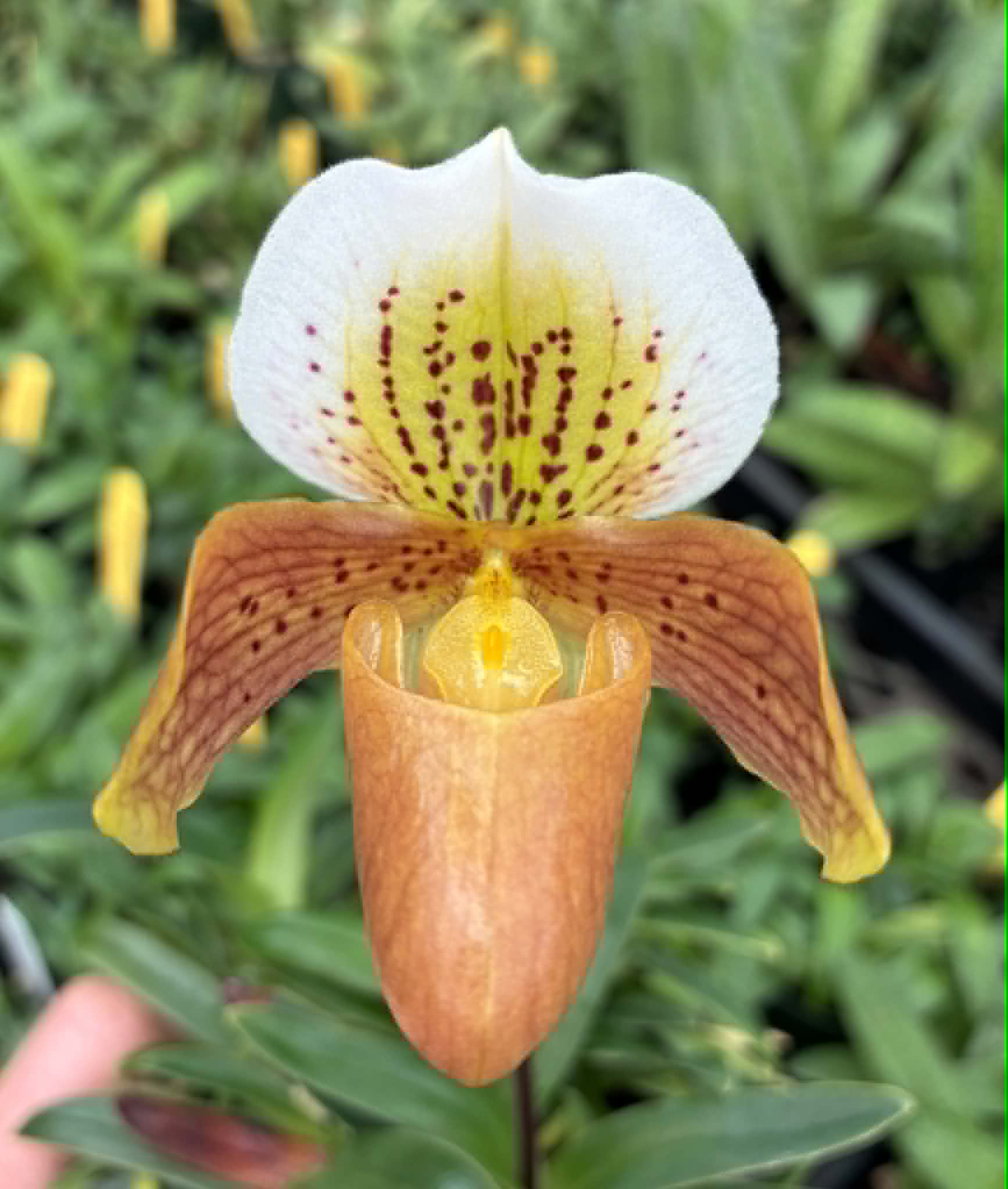 Paphiopedilum A Spot of Tea-compots