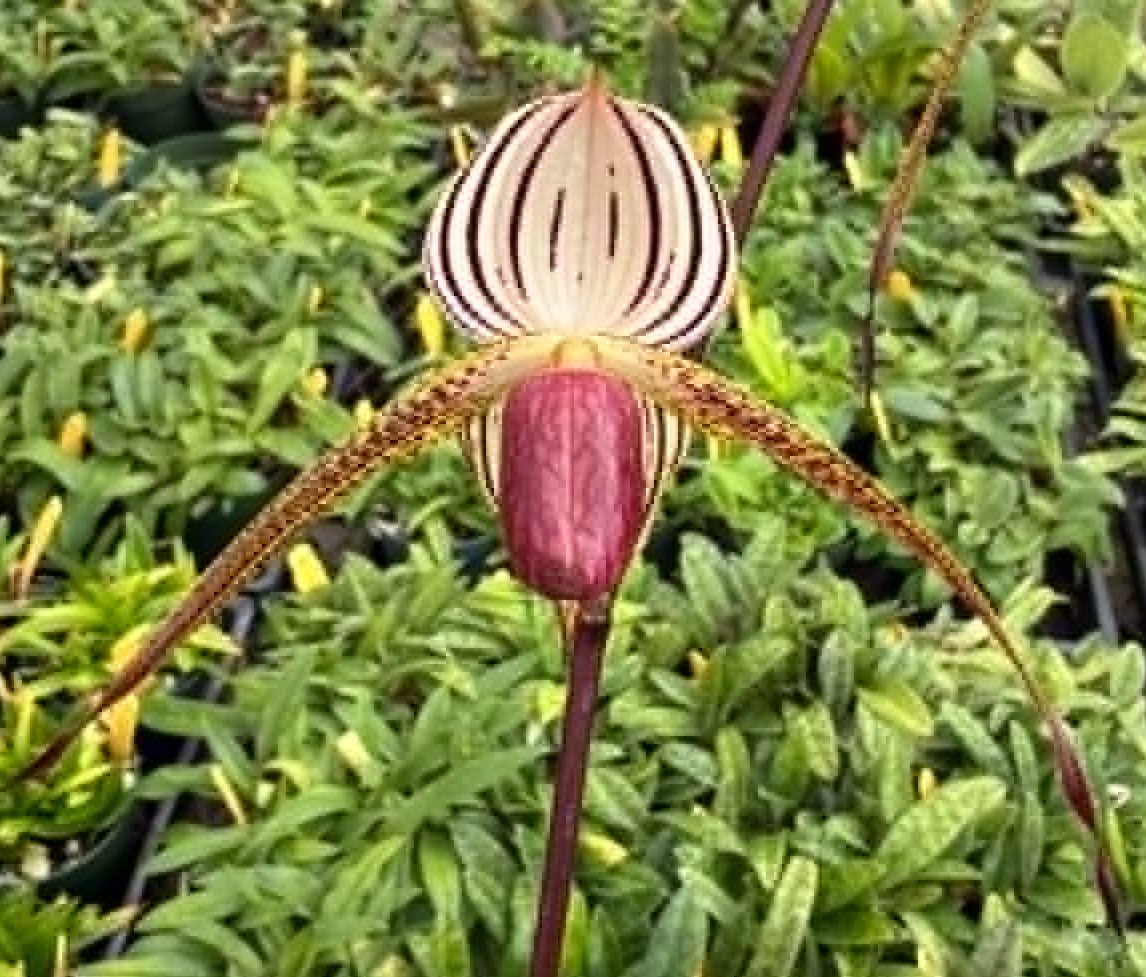 Paphiopedilum Lady Isabel-select!