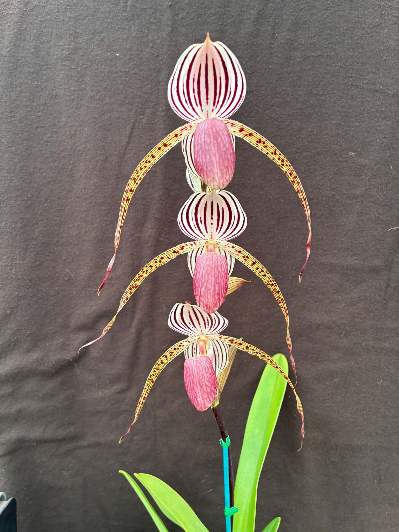 Paphiopedilum Lady Isabel-select #2